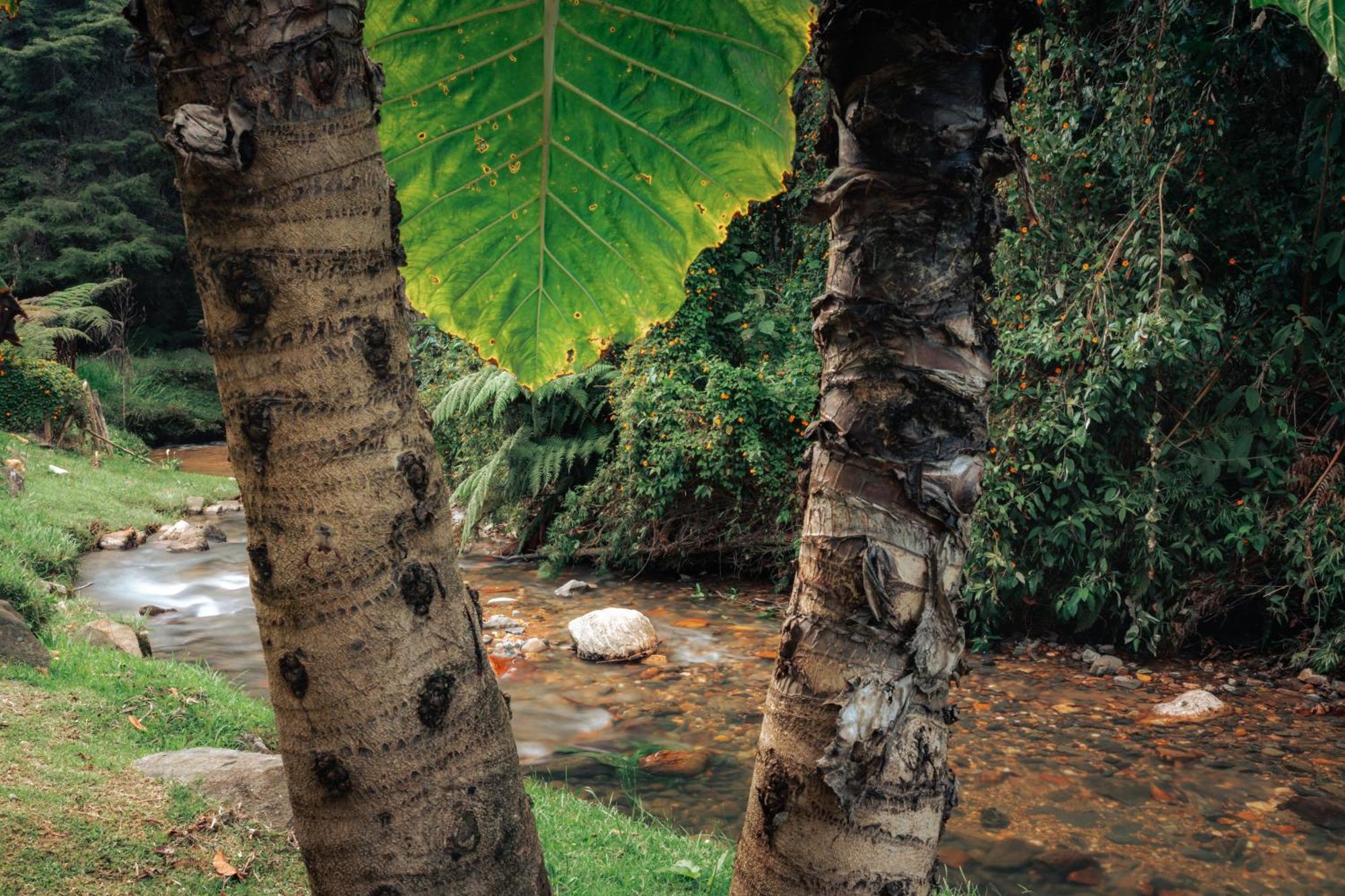 Hotel Bubblesky Glamping 15 Min From Medellin Rionegro Exterior foto